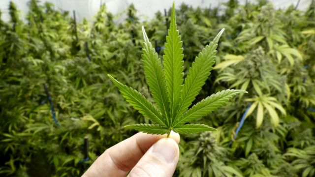 Governador veta projeto que autoriza distribuição de remédios à base de canabidiol pelo SUS em MT