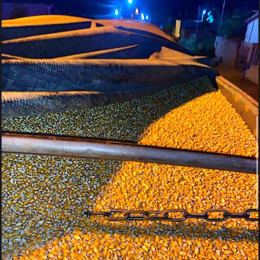 Preço do milho em Mato Grosso fecha ano com alta de 28% e produtividade 10% maior