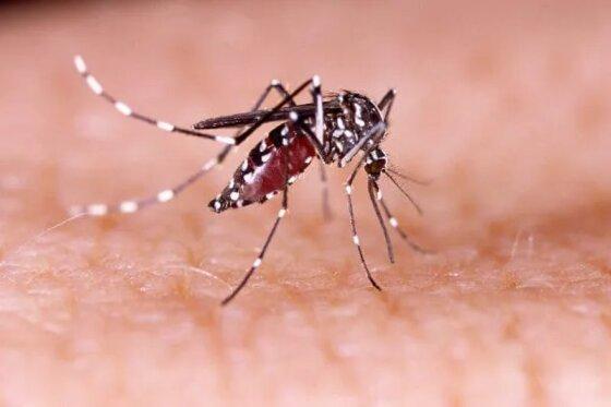 Itanhangá: Casos de dengue aumentaram consideravelmente este ano