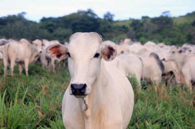 Caso de “vaca louca” é confirmado em Mato Grosso