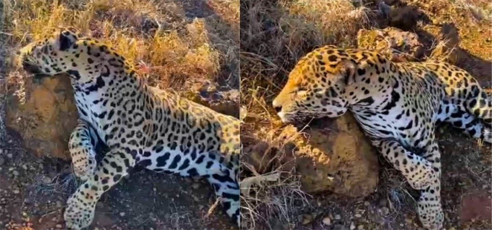 Tapurah: Onça-pintada é encontrada morta nas margens da rodovia MT 449