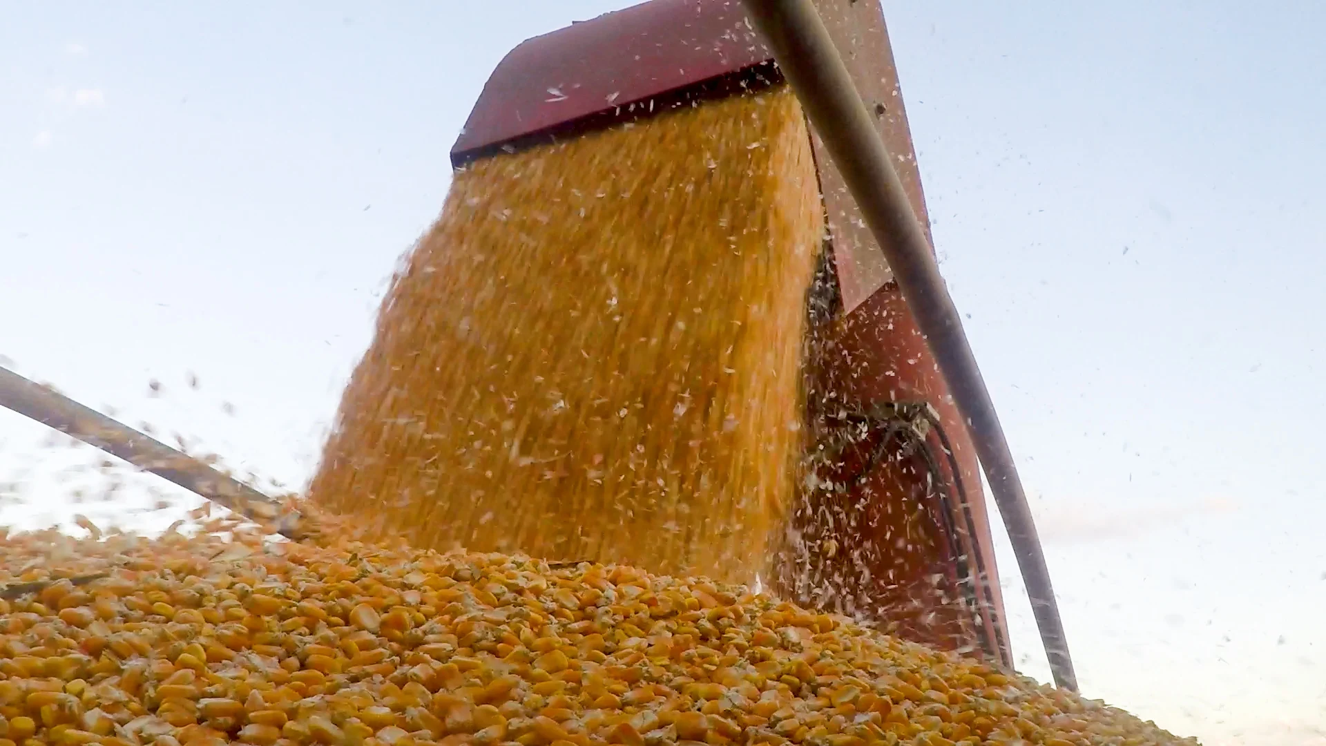 Milho se consolida como protagonista do agronegócio brasileiro com produtividade recorde