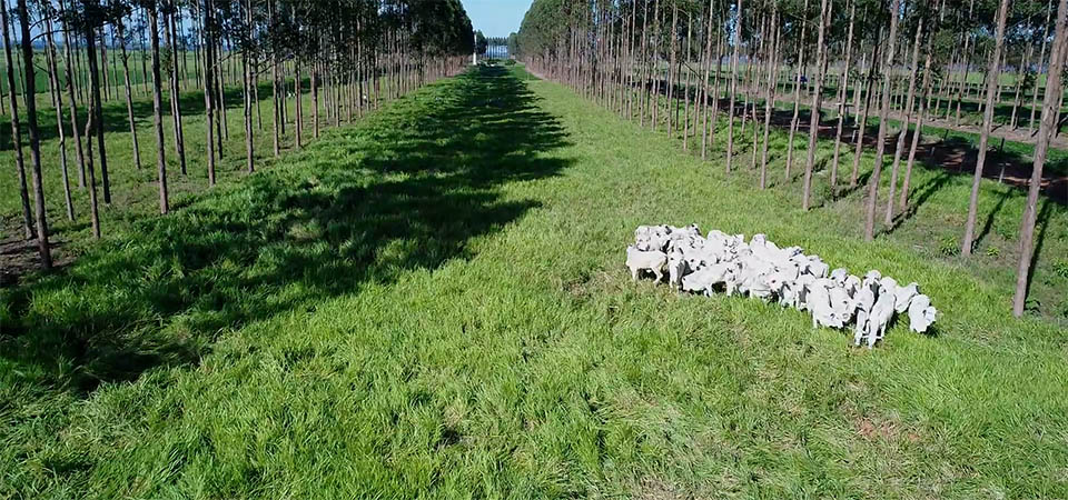 Recuperação de Pastagens Degradadas Através da Integração Lavoura-Pecuária-Floresta