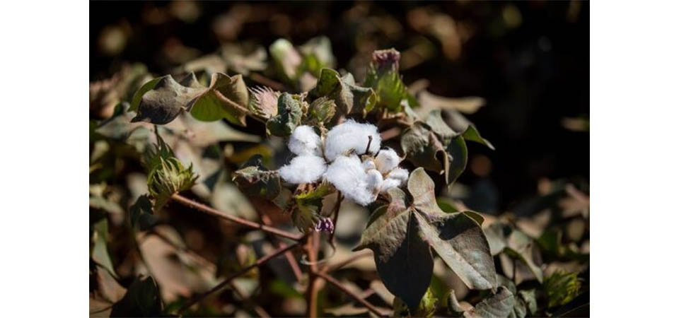 Vazio sanitário do algodão já está em vigor em 87 cidades de MT