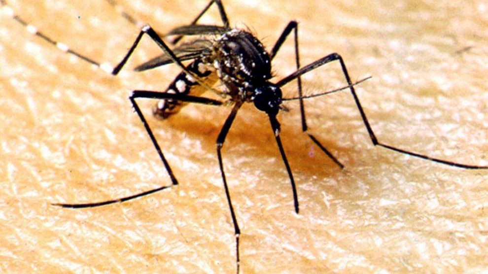 Estudo da Fiocruz detecta cepa mais contagiosa da dengue em Mato Grosso