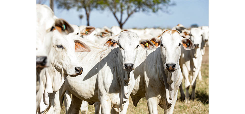 Indea-MT prorroga campanha de atualização de estoque de rebanhos