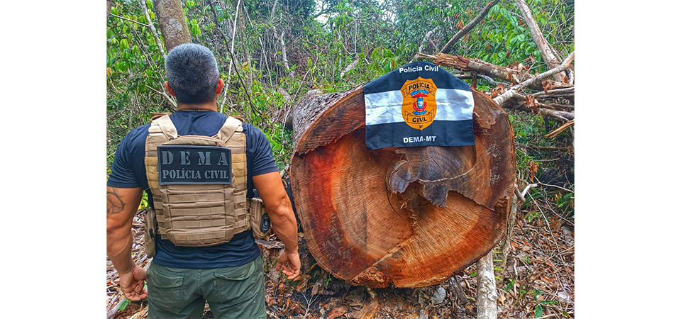 Polícia Civil desarticula ponto utilizado por criminosos para extração ilegal de madeira