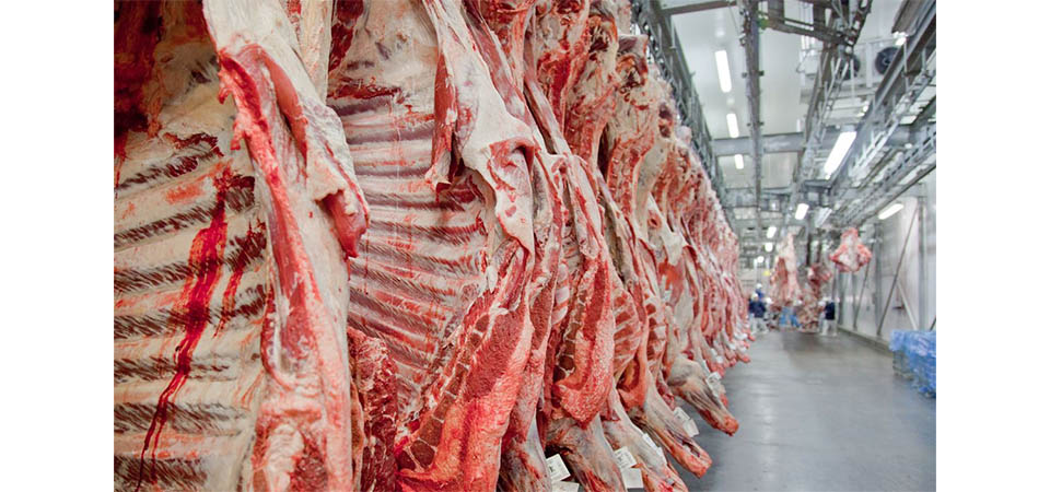 Mato Grosso tem aumento de 8% no abate de bovinos
