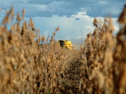 Funcionário participa de furto de 50 mil kg de soja, recebe R$ 20 mil e acaba preso