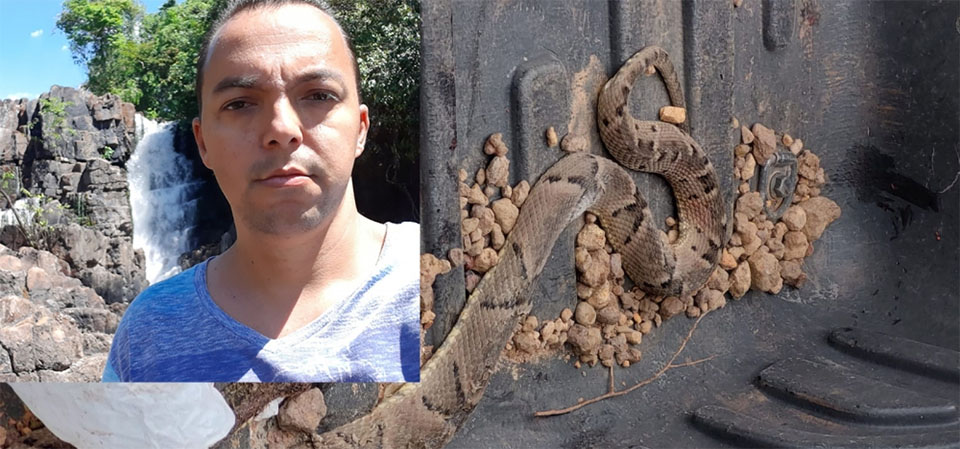 Porto: Padre é picado por cobra jararaca