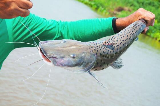 Proibição da pesca do pintado no Brasil é adiada; MT discute a forma correta de manejo do peixe