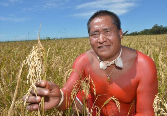 Mato Grosso: Indígenas Xavante colhem mais de 100 toneladas de arroz