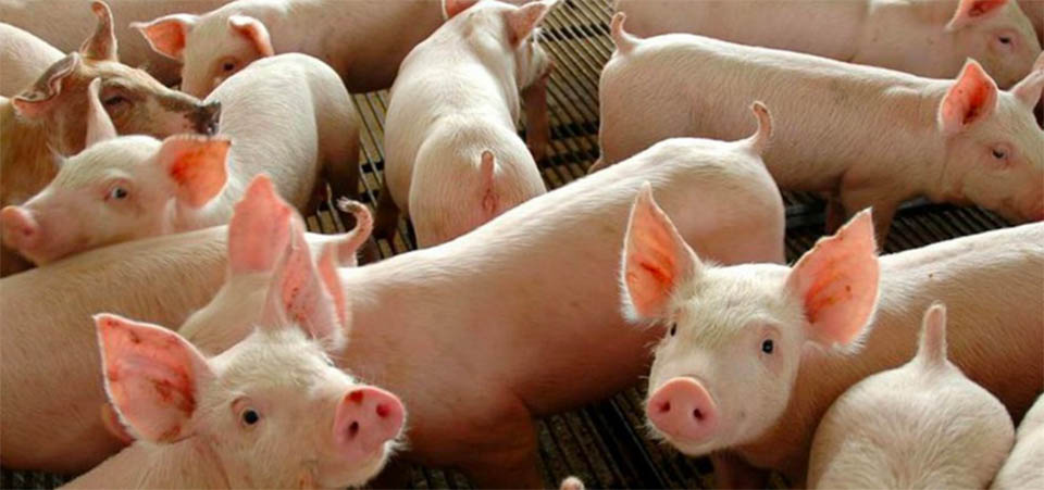 Consumo de carne suína em Mato Grosso cresce e entidade defende selo para frigoríficos expandirem