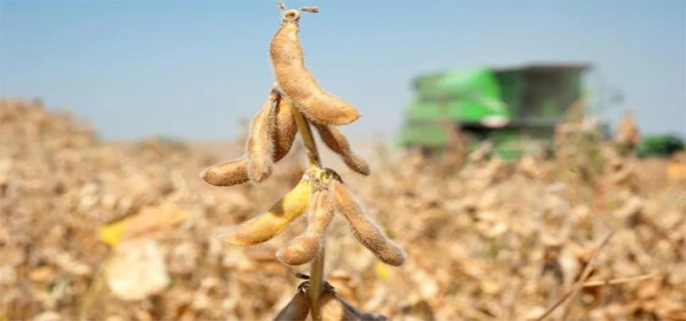 Mais de 27% de produção de soja em MT ficará no estado para esmagamento após alta na procura por biodiesel