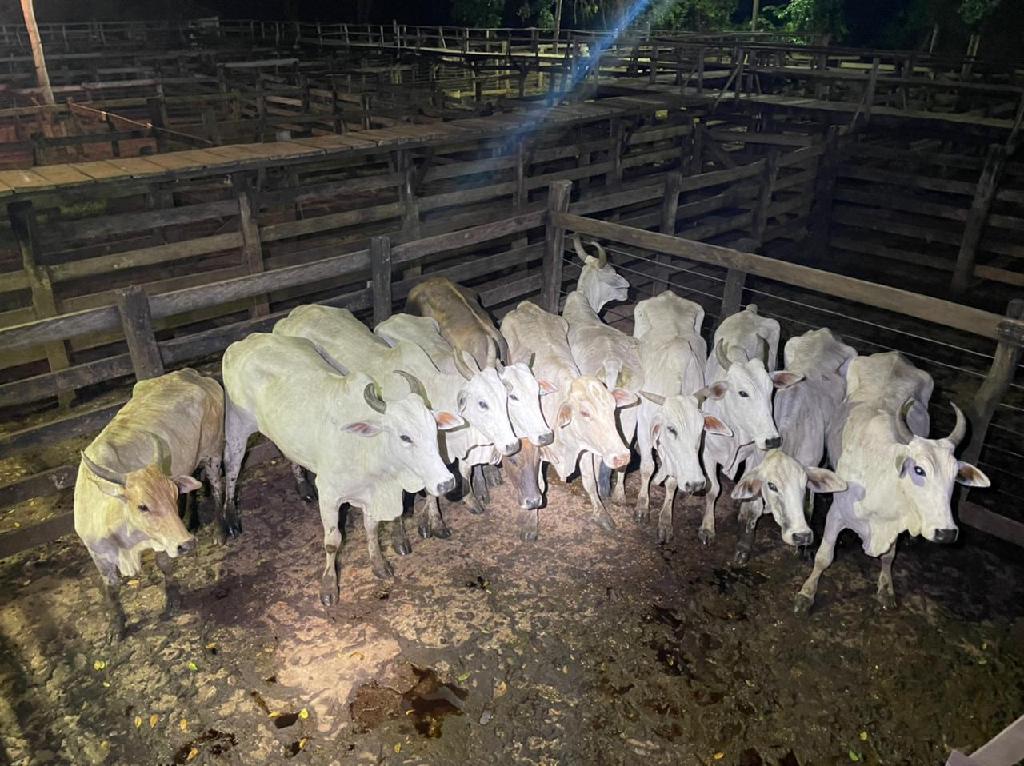 Cavalaria recupera 11 cabeças de gado transportadas sem documentos de procedência