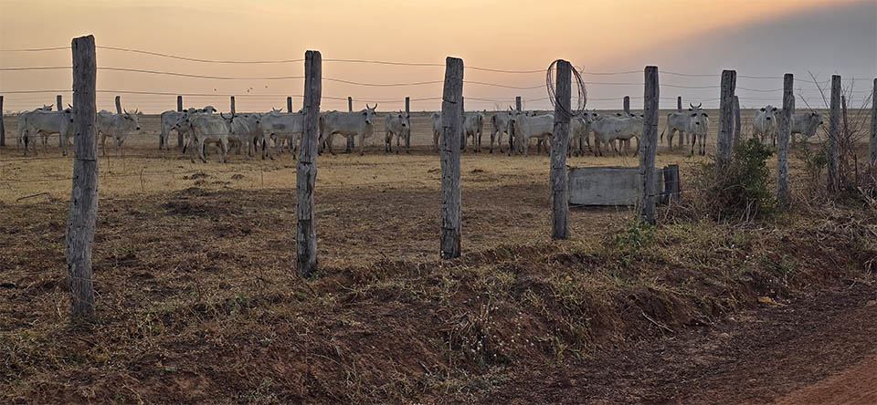 Custo operacional da criação de gado em Mato Grosso sobe 9,5%